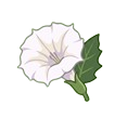 Datura Flower